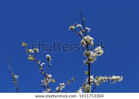 Apple tree branches photographed from below. You can see little blooming white flowers in them. Behind those there is a clear blue sky. Photographed in Madeira during a lovely and sunny spring day.