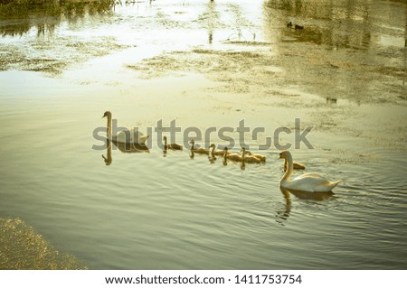 swan family on a lake in the evening light