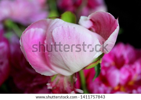 Beautiful pink flower on a dark background close-up, picture for a postcard, selective focus.
