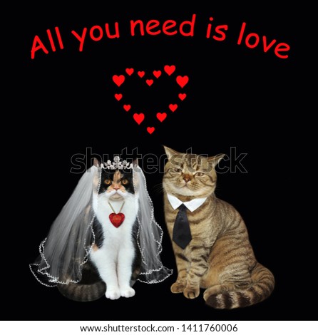 The cat's newlyweds is sitting on the black background. All you need is love.