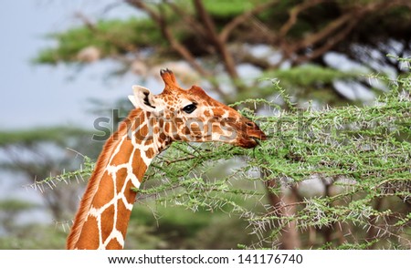  Giraffe head eating