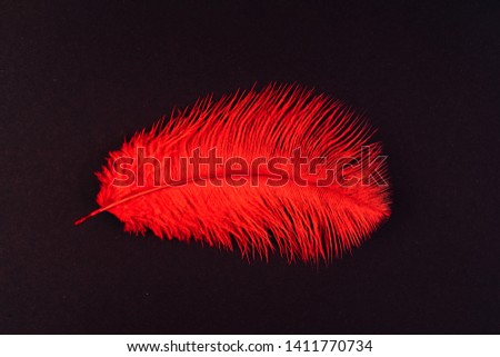 Red feather close up. Fashion, zoology, ornithology magazine cover concept. Exotic, tropical bird macro feather on black background. Accessories, clothes decoration artificial material texture