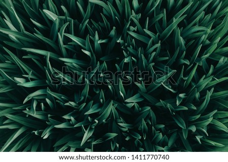Grass top view minimalistic background. Emerald green lawn close up. Foliage plant leaves abstract backdrop. Botany and nature concept. Flowers fresh spring twigs texture. Landscaping, greenery