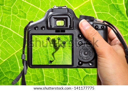 Photography of the tree frog