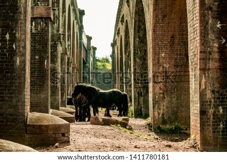 Horses between bridges in the countryside.