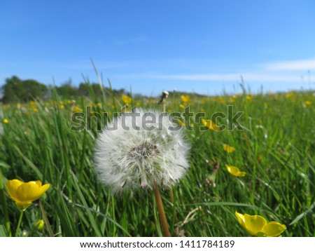 Wild flowers and dandelions in Dublin meadow - bee food