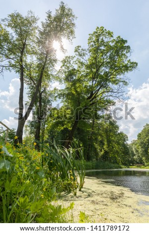 Pond in the forest. Summer landscape. The nature of Russia. Wooden bridge near the pond. Sunny day in the park. The picturesque shore of the pond in the forest.