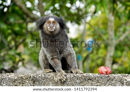 Sagui Monkey eating and staring