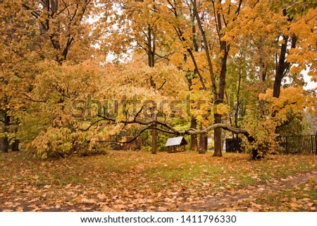 Autumnal Park. Autumn Trees And Leaves. Fall landscape.