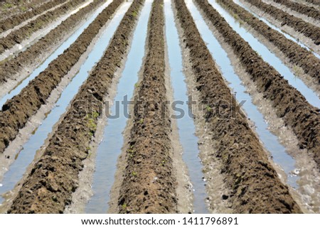 agriculture farm crop field  watering