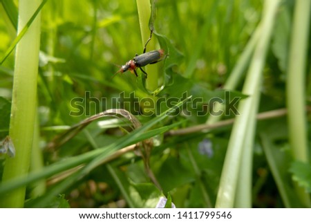 Beetle Cantharidae (firefighter) sitting on the grass