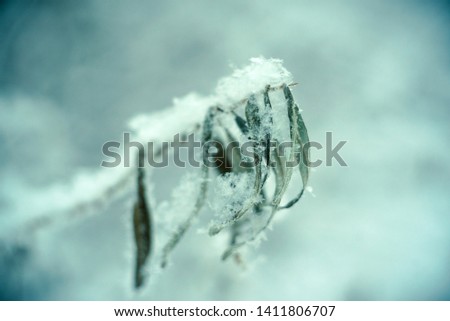 Closeup of grass in the snowflake. Beautiful winter nature background. Soft selective focus. Vintage toned photo.