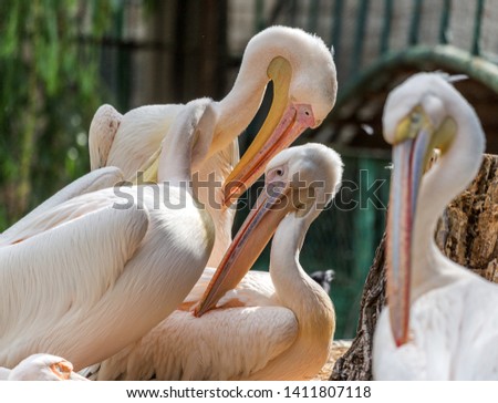 A pink pelican, an oriental white pelican, cleans feathers with a large beak in the zoo's aviary. Sea, river birds of pelicans family