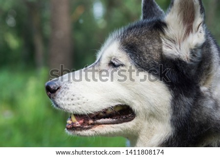 Siberian husky. On a walk. Wolf with blue eyes. Close up.