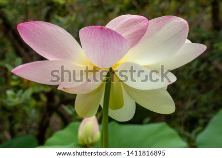 Big bud of Blossom lotus in gardens pool 