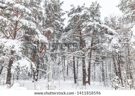 Snowy forest with pine trees, natural winter landscape. Background photo