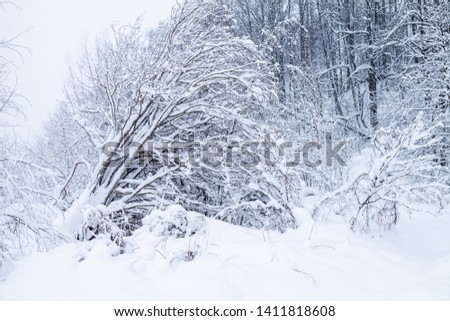 Winter landscape with snowy trees. Natural background photo