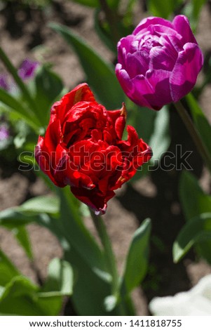 beautiful red tulips lit by the spring sun on a blurred background of leaves
