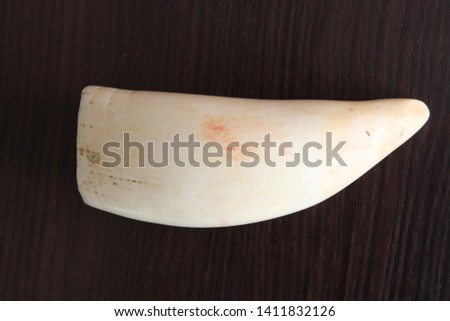 sperm whale tooth extracted in the middle of the 20th century. Royalty-Free Stock Photo #1411832126