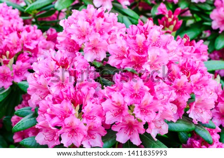 Bright background of pink flowers. 