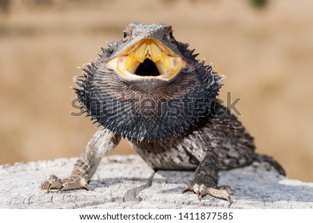 Australian Eastern Bearded Dragon Lizard Royalty-Free Stock Photo #1411877585