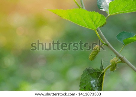 Fresh Mulberry fruits on tree