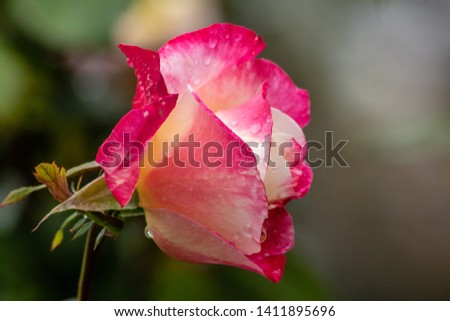 Picture of a pink and white rose