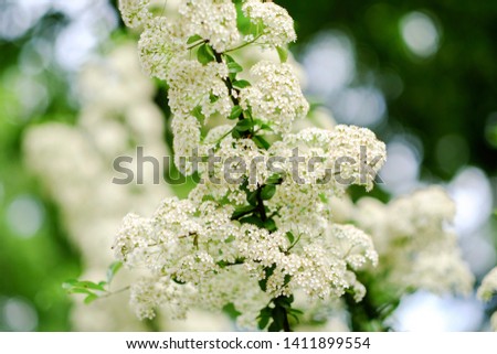 Brunch of blooming bird-cherry-tree with white flowers. Closeup.