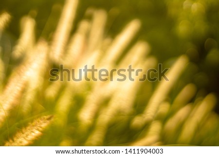 background blur- flowers grass with the sun for the background
