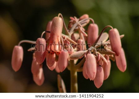 Picture of pink aloe flowers