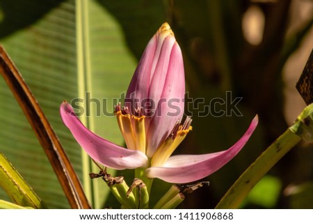 Picture of a purple lotus flower