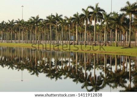 Mirimar, FL-USA May 12, 2019: A succession of palm trees reflection over a pond. Royalty-Free Stock Photo #1411912838