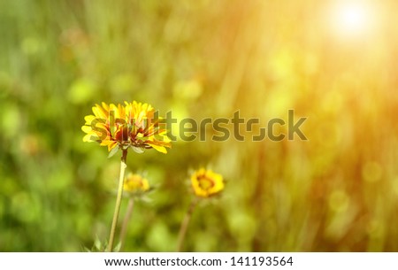 Wildflower in the meadow in sunrise