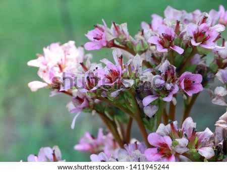 beautiful pink flowers of the medical plant Badan