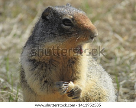 Ground Squirrel - detail and Portrait in the park