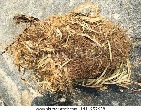 Squirrels' nest fallen on cement ground