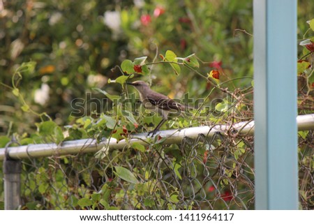 Mockingbird perched on a fence