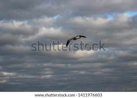Birds of the sea - seagulls and mockingbird