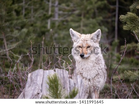 Red Fox at Glacier National Park
