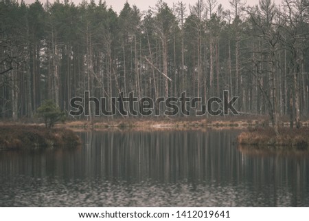 swamp landscape view with dry pine trees, reflections in water and first snow on green grass. dull evening lightning - vintage retro film look