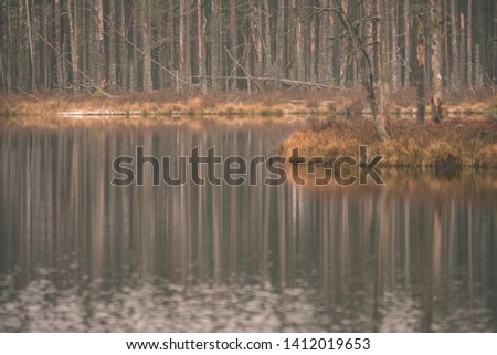 swamp landscape view with dry pine trees, reflections in water and first snow on green grass. dull evening lightning - vintage retro film look