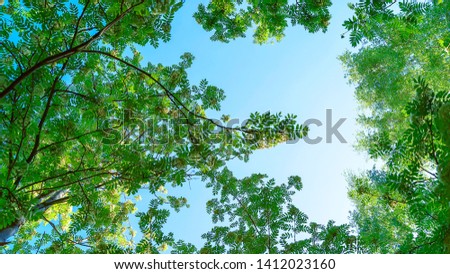Blooming Rowan, Sorbus Aucuparia, And Birch Trees Canopy, Crowns Against Clear Blue Sky. Low Angle View. Change of Seasons, Spring Time Concept. Royalty-Free Stock Photo #1412023160