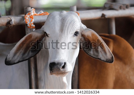 Brahman beef cows raised on farm
