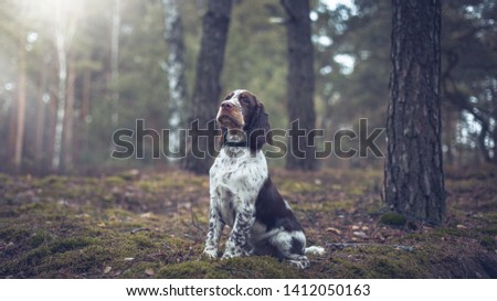 Puppy English springer spaniel siting in forest. Funny dog best friend . Hypnotize eye. Royalty-Free Stock Photo #1412050163