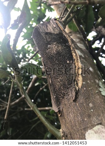 Porous part of the tree trunk (batang pohon keropos)