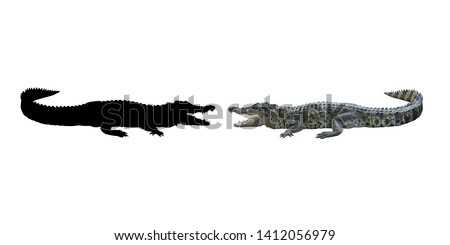 isolated and silhouette crocodile on white background