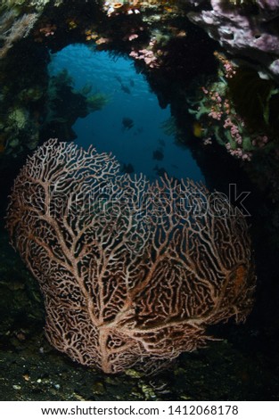 Big red hard coral in a cave. Wide angle underwater photography. Tulamben, Bali, Indonesia. 
