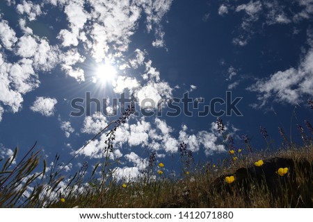 Low angle picture of the sun, set in a beautiful cloud filled blue sky with poppies and grasses reaching up.