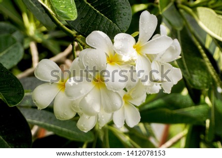 Group of Plumeria flowers in the morning garden background. - Image