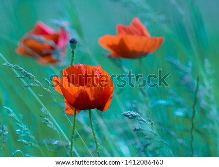 Poppy flowers. Spring-summer banner with poppies on wind in the morning haze at sunrise. Soft focus image of wild meadow poppies against emerald-green grass. Cool nature background.